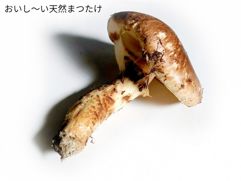 【国産天然松茸】100ｇ前後(90~120g) 山形産 松茸ごはん 焼き松茸 土瓶蒸し等でどうぞ