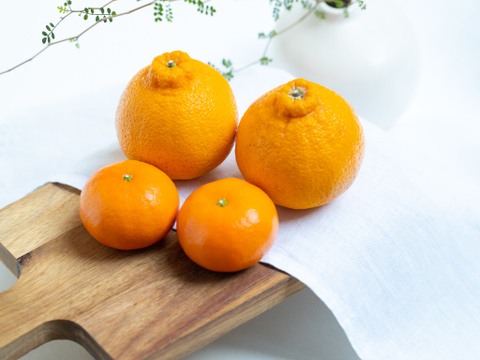 この時期限定！唐津産柑橘食べ比べセット約5kg