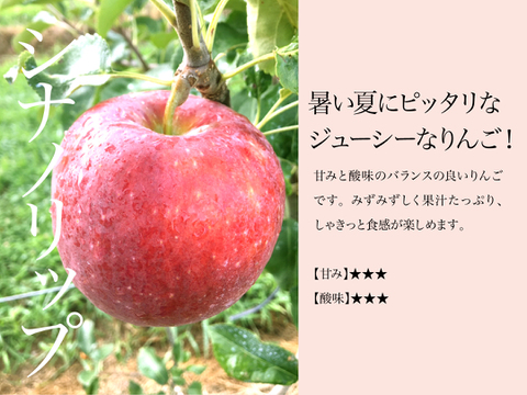 【2026年予約】『シナノリップ』家庭用✨暑い夏にピッタリなジューシーなりんご！5ｋｇ