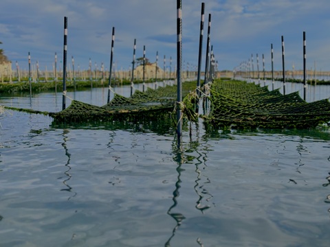 【生食感】おびすやのピリカラ青のり佃煮　180g×4p