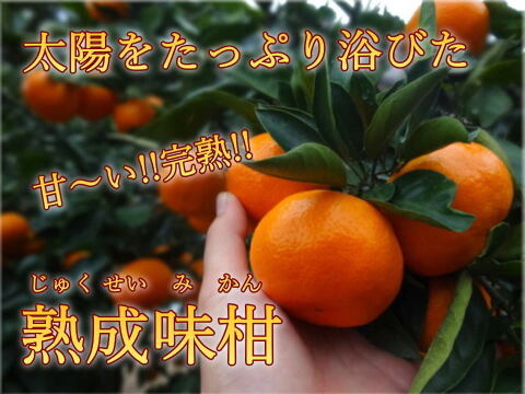 【厳選小粒５ｋｇ】薄皮！濃厚！甘～い！二段熟成の完熟みかん「熟成味柑」　小玉サイズ　秀品　５ｋｇ【172】