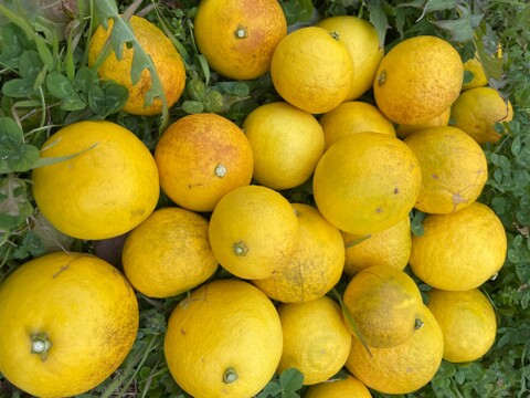 【自然栽培】日向夏８kg箱詰 -農薬不使用・無肥料・無除草剤-