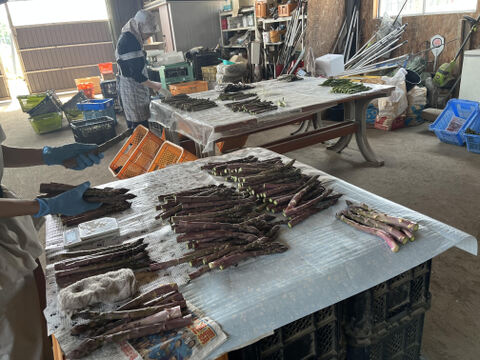 【訳あり極細】グリーンアスパラガス１ｋｇ　北海道幕別町産露地（Ｓ～ＳＳサイズ）