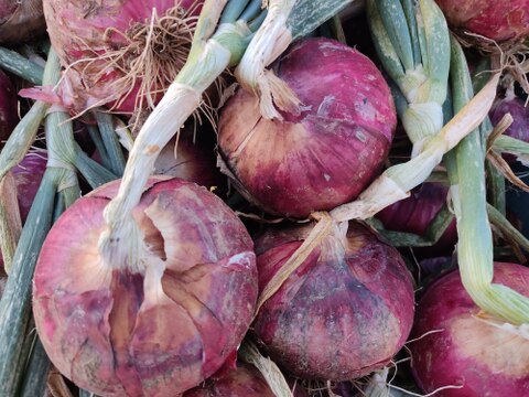 🧅幻の赤新玉ねぎ！極上の甘み「泉州の茜」約4.5kg　採れたて瑞々しい彩りBOX🧅