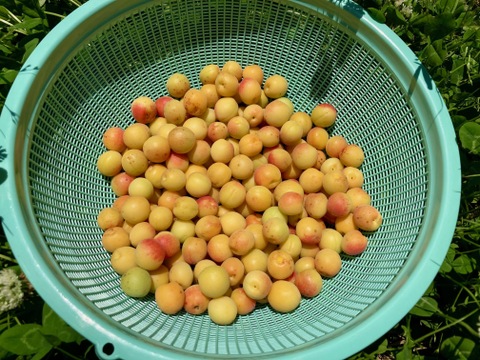 熟小梅 織姫 自然栽培 農薬・除草剤、化学・動物性肥料不使用 約2kg