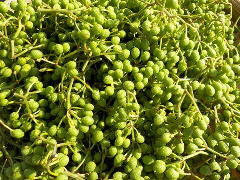 【御予約受付中】期間限定販売！和のスパイス　丹波篠山産実山椒100ｇ