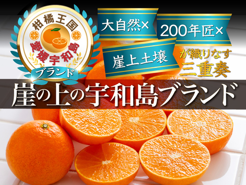 🍊やみつきリピーター続出🍊日テレTV番組で特集された崖上に実る幻の宇和島ブランドみかん2024年11月上旬発送【大容量キャンペーン約3kg】【冬ギフト】