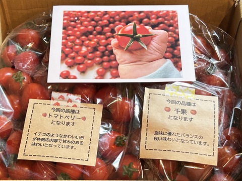 【食べ比べ 】食卓に笑顔を　ハートの様な形のトマトベリー＆ミニトマトのセット 1.5kg【千葉県旭市産】【トマト食べ比べ】