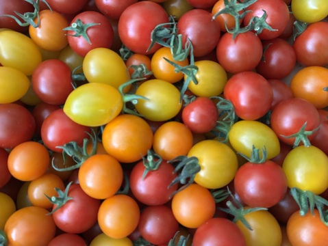 【年間1万人以上が訪れるトマト農園】3色ミニトマト