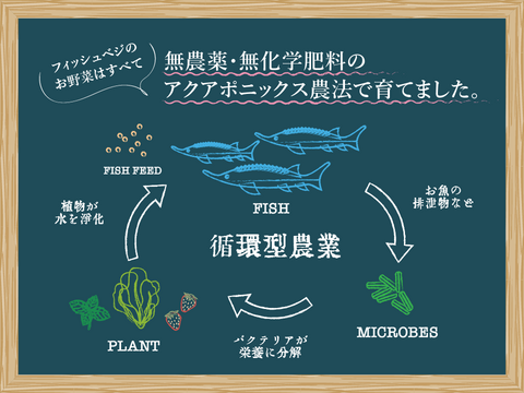 新鮮！採れたて！ミックスケール 40g×2袋　化学肥料/農薬不使用だから安心して食べられる【FISH VEGGIES】