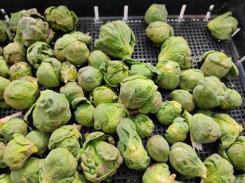 ✨【農薬・化成肥料不使用】ぎゅっと濃厚！冬のごちそう芽キャベツ 約400g✨