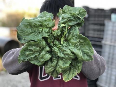 (60)家計応援！[信州産]冬越し露地ちぢみほうれん草