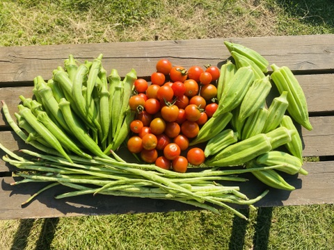 やまなす品 絶品ナス フィレンツェナス 水ナス 朝採り 野菜セット 10種類