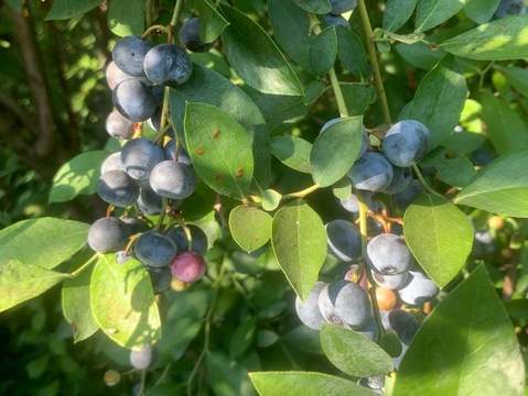 まじりっけなし！自然栽培『ジャム用 生ブルーベリー』1kg