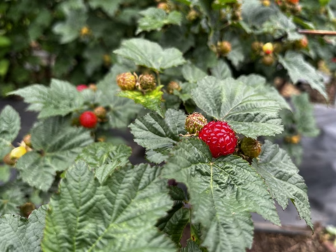 珍しい木苺【レッドドリーム】自然栽培で大切に育てました (1kg)