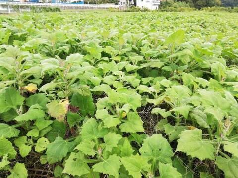 ヤーコン茶用☆自然栽培ヤーコンの葉　500g