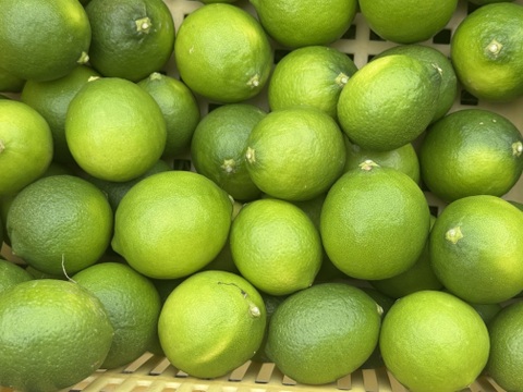 ライム 2キロ：広島県産のみかん・柑橘類｜食べチョク｜産地直送(産直