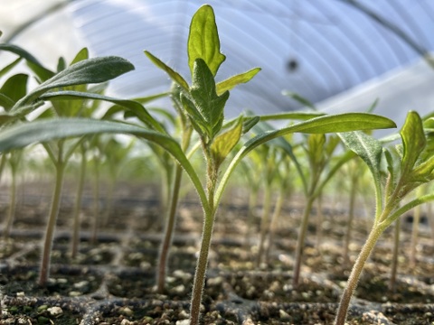 【有機JAS】飛騨産大玉トマト2キロ箱
今年もやっぱり丸かじり！麗月