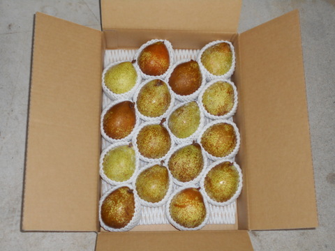 ラ・フランスより少し早い高級西洋梨（ゼネラル・レクラーク）5㌔　食べきりサイズ