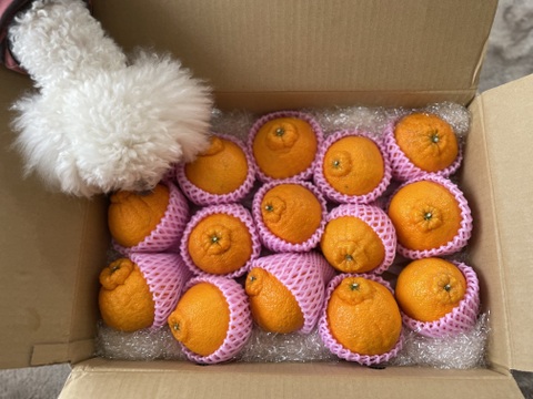 予約販売開始！！ 数量限定【不知火 露地栽培】5キロ箱13～18玉(3L～M) ２月上旬より順次発送！【冬ギフト】