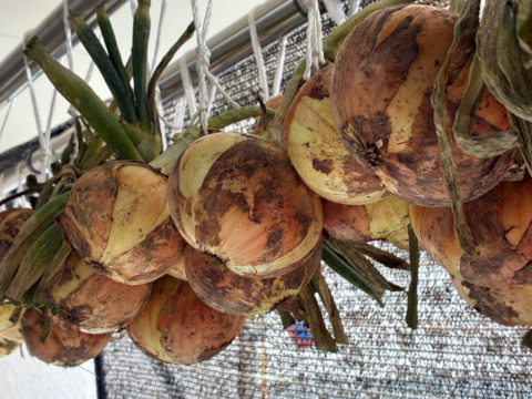 【お得な訳あり！8月末まで】グラウンドペチカ&奥州タマネギ (5kg)