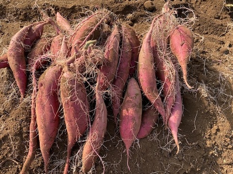 ホクホク食感!千葉県香取市産さつま芋【紅あずま】5kg
