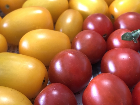 樹上完熟【農薬・化学肥料不使用栽培】ミニトマト　大きさ・形不揃い　400ｇ