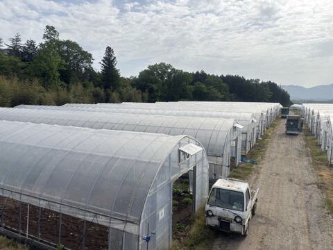 新鮮香り豊かなパクチー！！　7kg