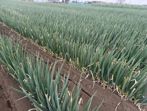 甘い長ネギ【夏扇パワー】有機肥料栽培　除草剤不使用　群馬県産　20本　Lサイズ(1,5cm以上)