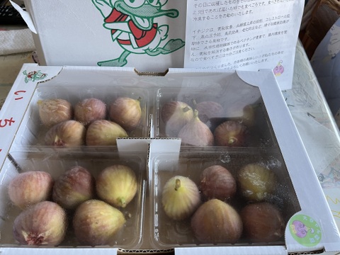 朝ちぎりいちじく　蓬莱　露路栽培　福岡県産　約300g×4パック　新田原産いちじく　約1.2キロ