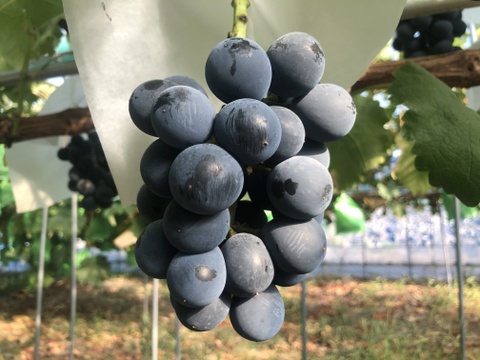 濃厚ナガノパープル 粒パック詰め2kg 家庭用 クール便：福島県産