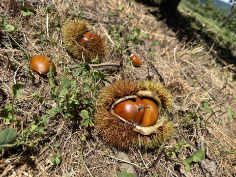 信州あづみ野特選栗2Lサイズ