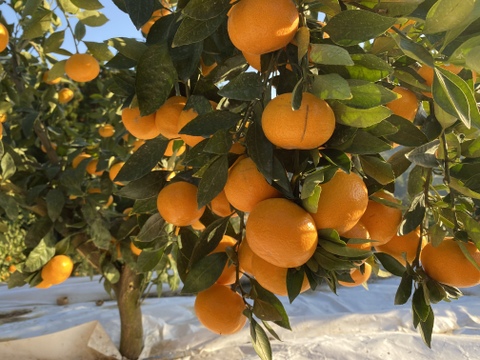 【12月はこの品種！】中生みかん（尾崎温州）5キロ