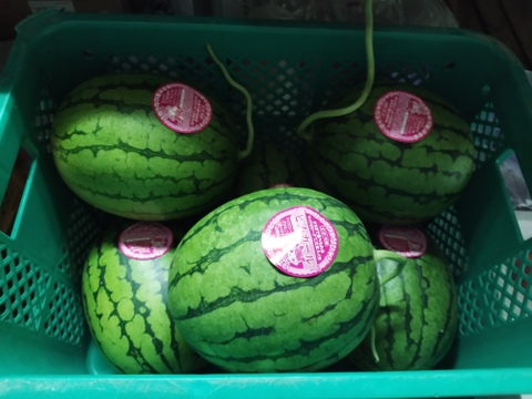 スイカ　ピノガール　2.5kg以上　１玉