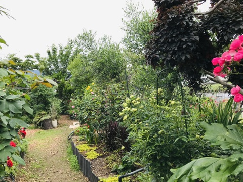 〜優しい空間を〜　苔玉ソフォラ