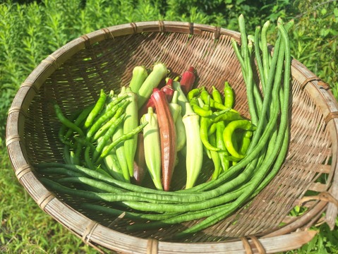 『自然農』旬のお野菜セット
(オクラ三種盛をメインにしたセットです😊)