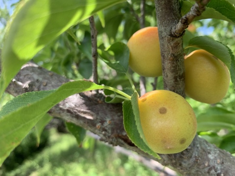 まじりっけなし！｢小梅｣2kg 自然栽培 農薬不使用