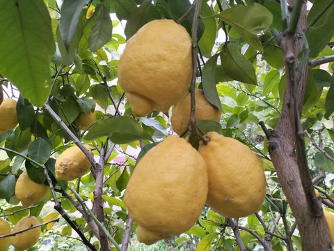 訳あり！広島県産「春レモン」(家庭用2.5kg、約13〜16個、ゆうパック60サイズ)