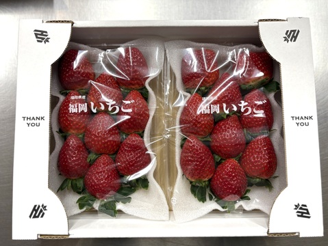 【即日発送】おいCベリー✖️やよいひめ食べ比べ4パックセット