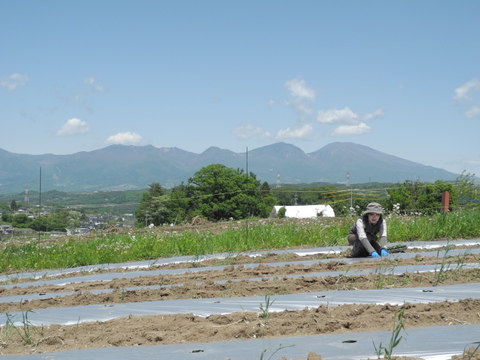 【数量・期間限定！】「食べる宝石」ほおずき500g（およそ45粒前後）