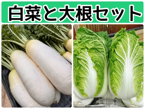 白菜と大根コラボセット‼️白菜と大根の美味しい季節になりました。みずみずしいお野菜‼️120サイズの箱でお届けします。