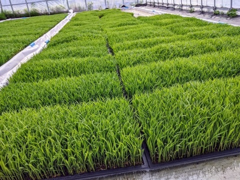 白州米 コシヒカリ『白米・無洗米・真空包装』20個セット