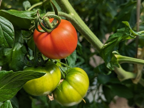 【高糖度】甘くて贅沢なフルーツトマト！約1キロ