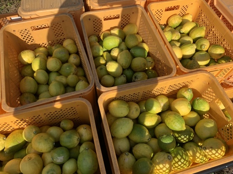 【国産レモン】見た目もびっくり果実たっぷり　りのかレモン5キロ