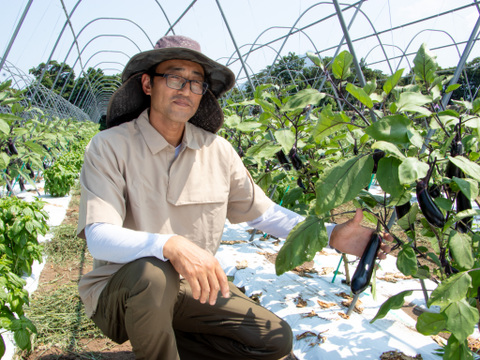 自然のうるおいで艶やかに育った島原の『うる艶なす』| 2㎏