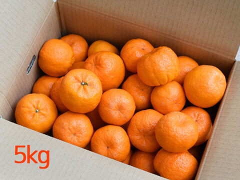 【濃厚な甘さが魅力】ポンカン【贈答用(特選品)】10kg 317-2
