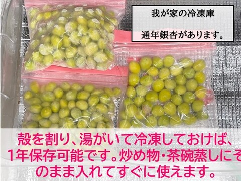 【秋の味覚】苦味が少ない、もっちもち祖父江銀杏【久寿】満足２Ｌサイズ４００ｇ