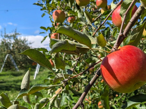 【2026年予約】『サンつがる』 家庭用✨夏りんごの定番品種！3kg