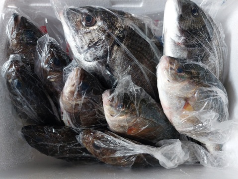 鮮魚✨内容量１、5キロ以上🐟【未利用魚も含む】セット🐟️農園紹介欄、商品説明欄、ブログ等をご覧になられてから、ご注文下さい。