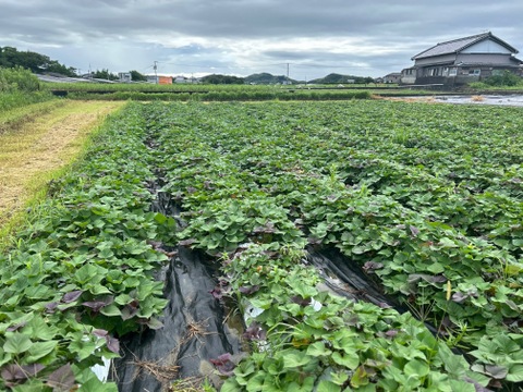 農薬、化学肥料無使用！安納芋/ふぞろい５ｋｇ【さつまいもの王様】※規格外品